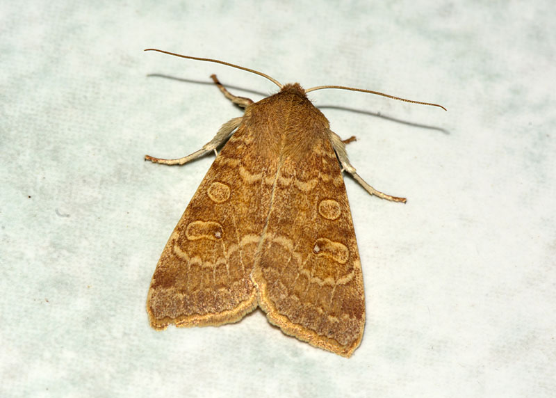 Noctuidae: Xanthia (Cirrhia) ocellaris